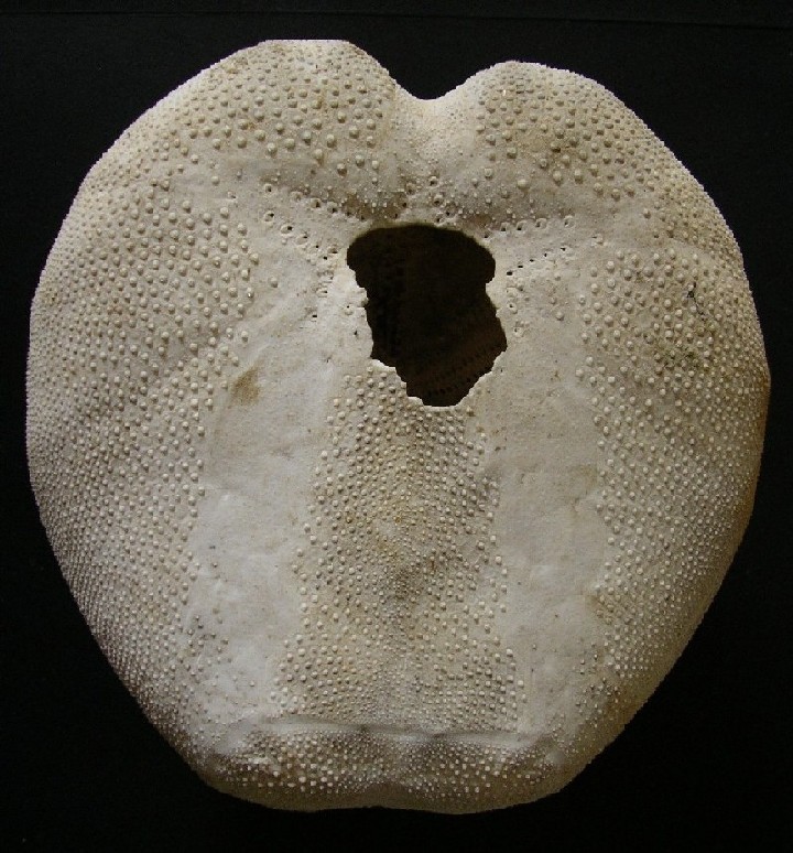 Teca di Spatangus purpureus